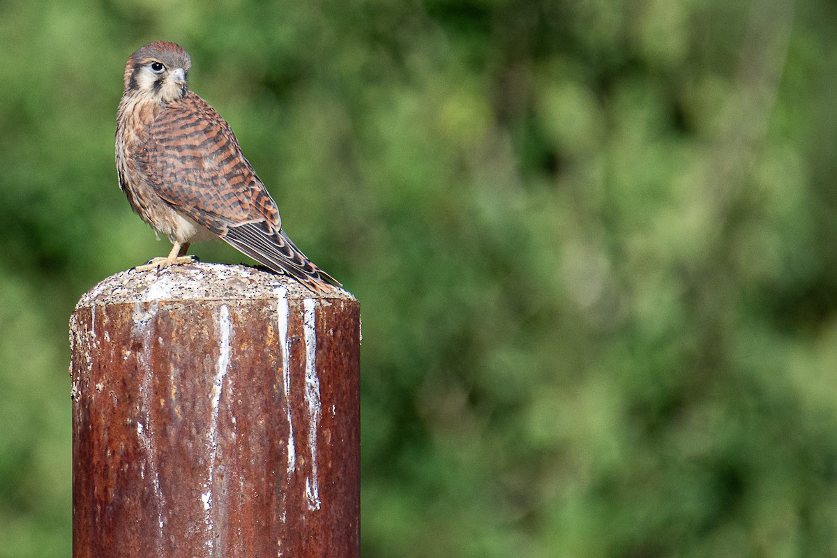 American Kestrel - ML639716117