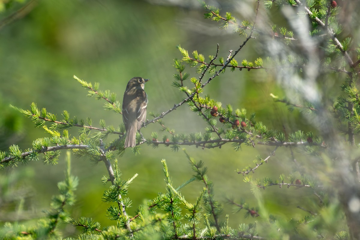 Alder Flycatcher - ML639716124