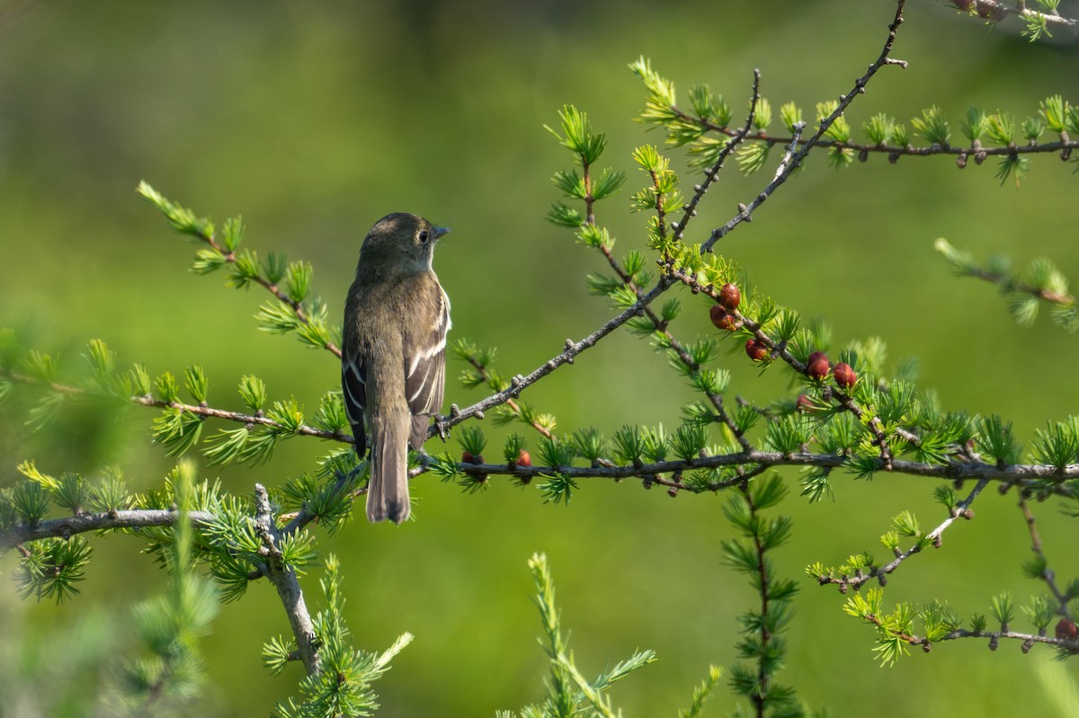 Alder Flycatcher - ML639716125