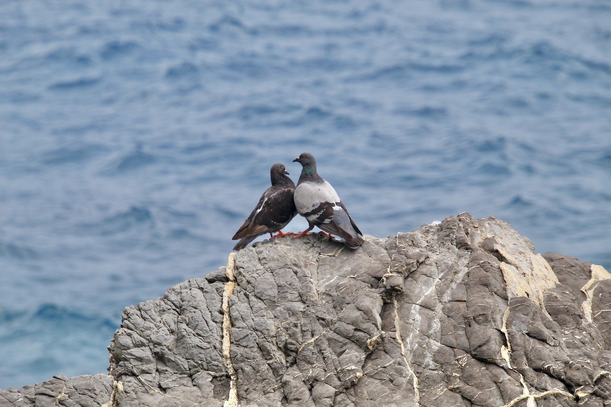 Хөхвөр тагтаа (суурин газрын) - ML639716126