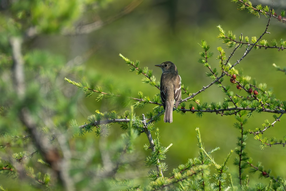 Alder Flycatcher - ML639716128