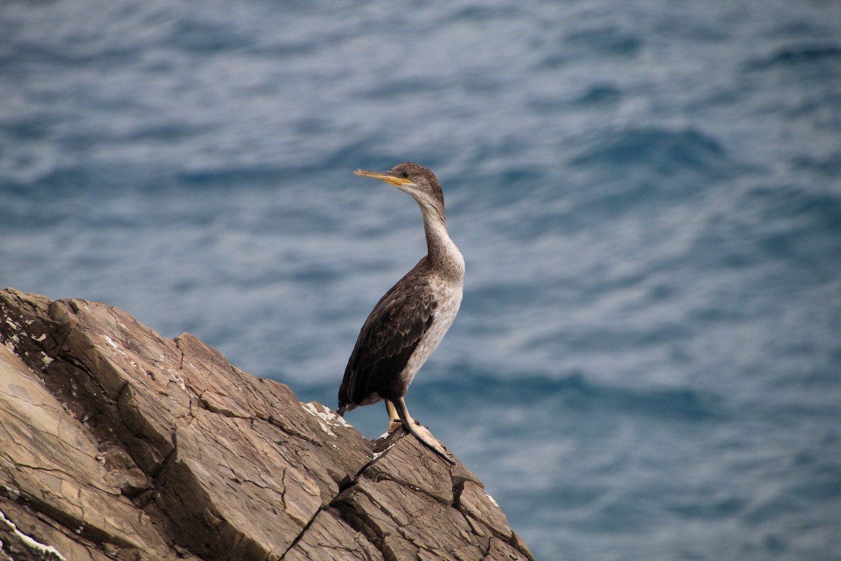 European Shag - ML639716161