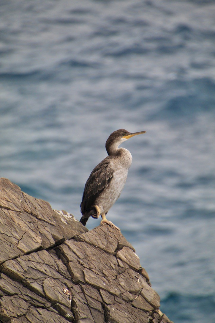 European Shag - ML639716182