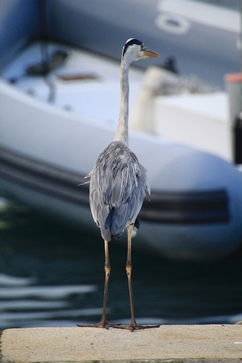 Хөх дэглий - ML639716265