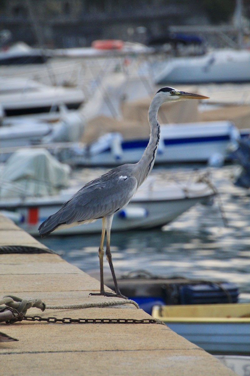 Хөх дэглий - ML639716266