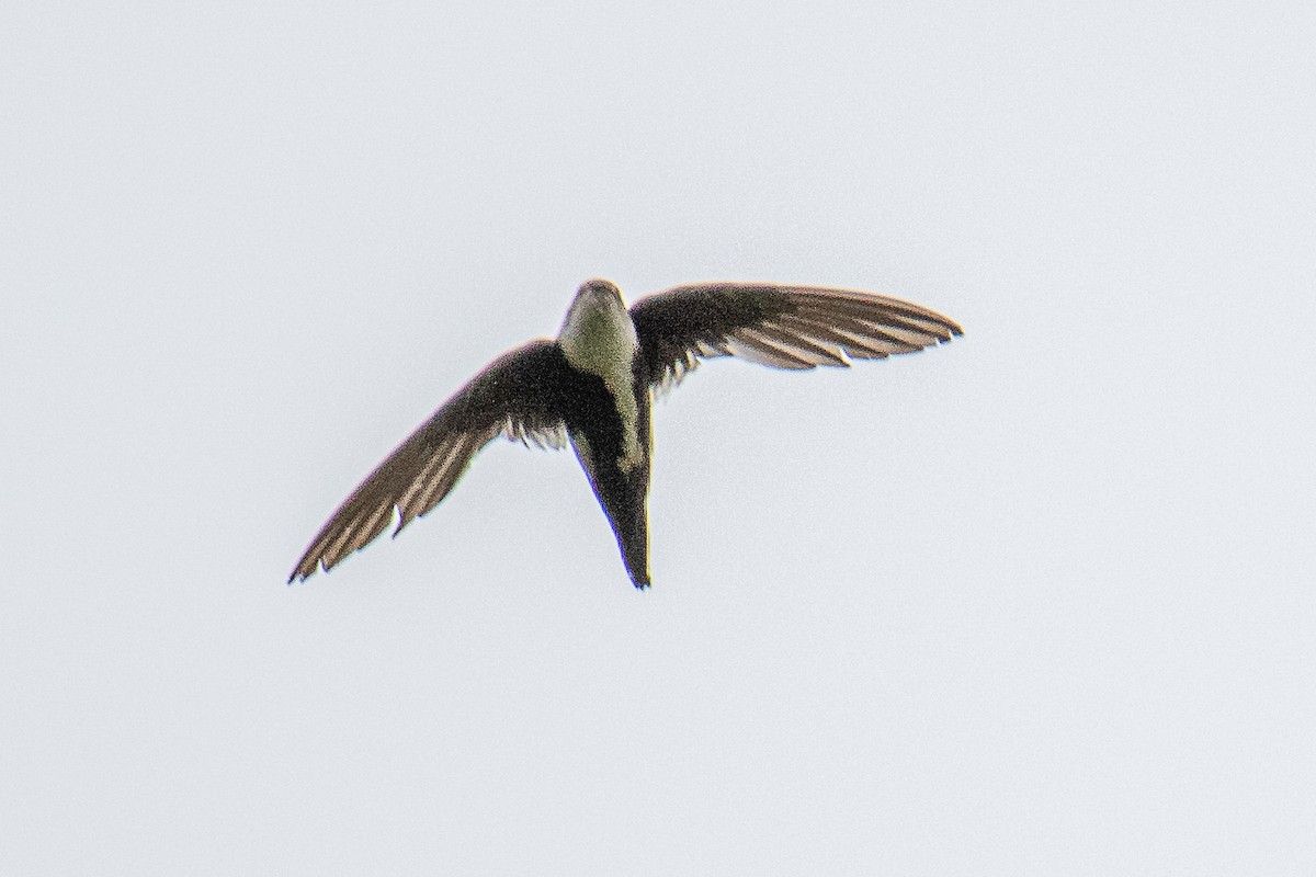 White-throated Swift - ML639716295