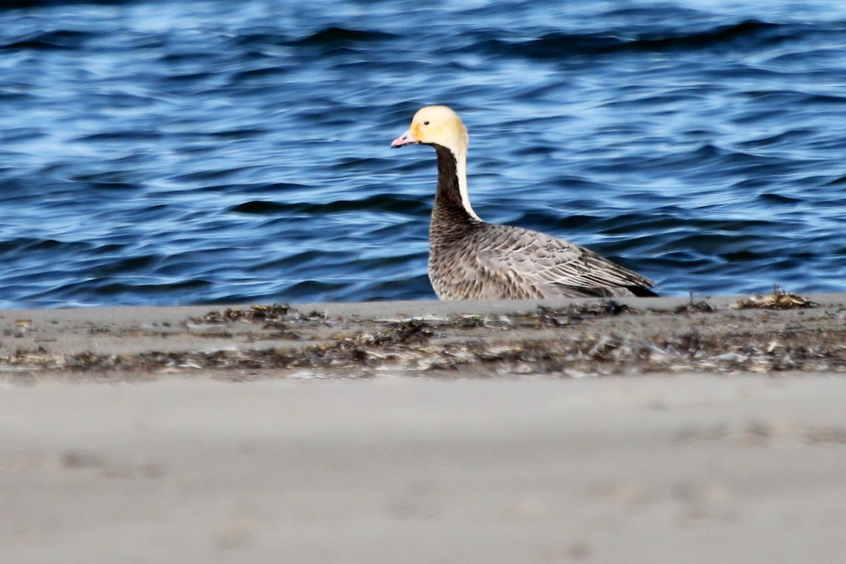 Emperor Goose - ML639716320