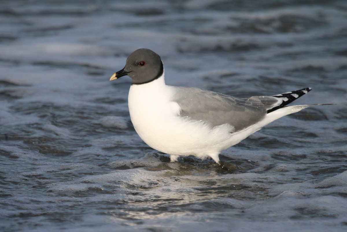 クビワカモメ - ML639716381