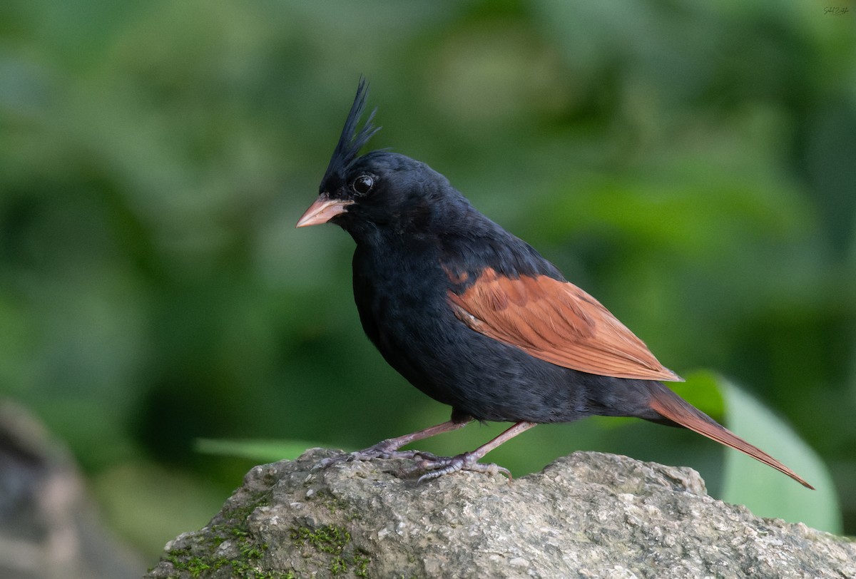 Crested Bunting - ML639716384