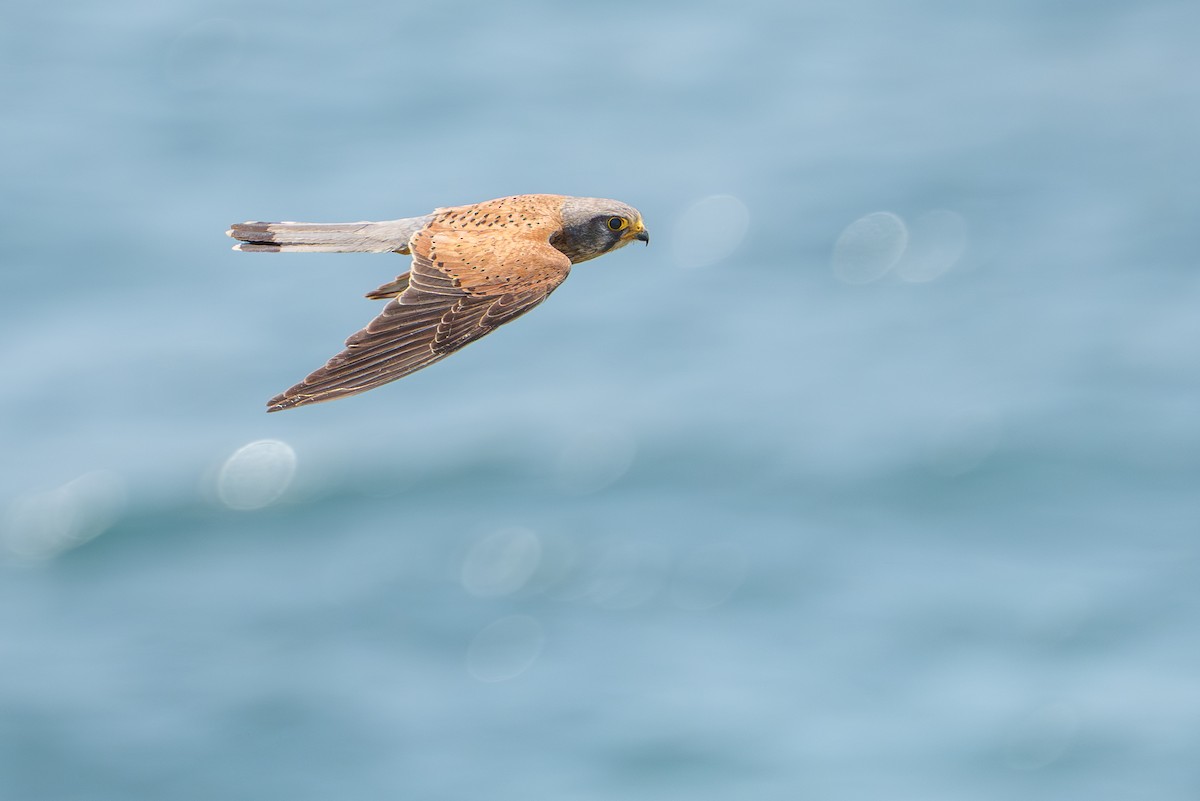 Eurasian Kestrel - ML639716409