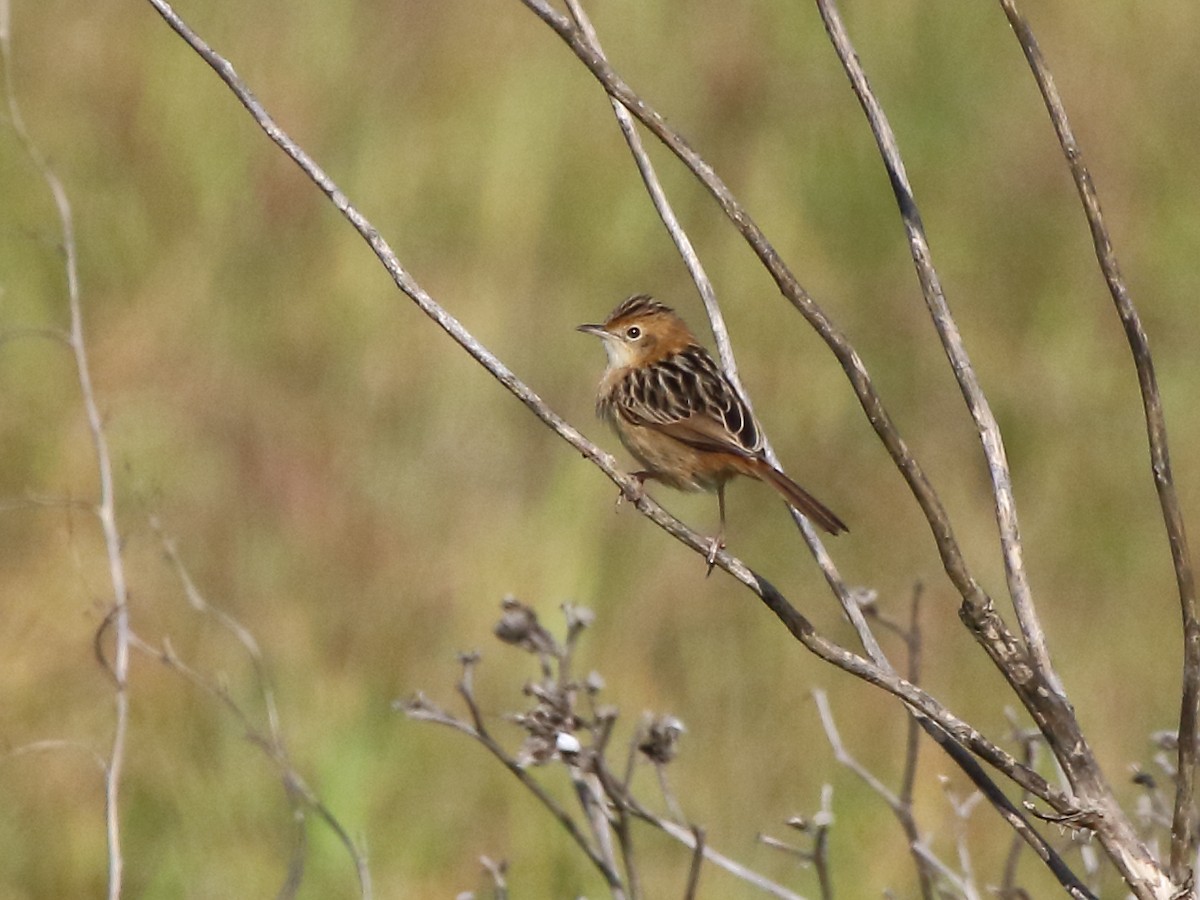 Golden-headed Cisticola - ML63971641