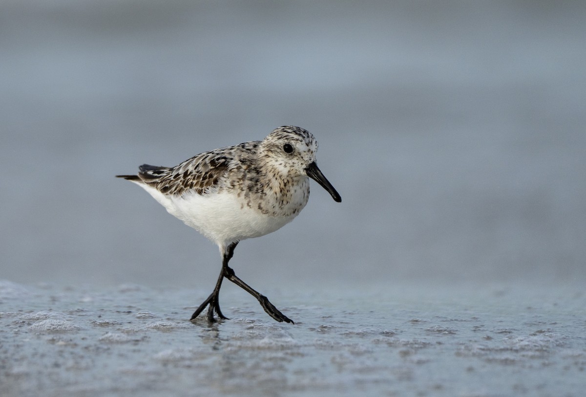 Sanderling - ML639716441