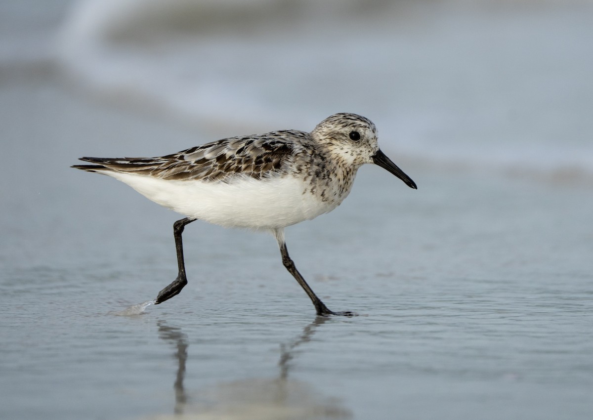 Sanderling - ML639716448