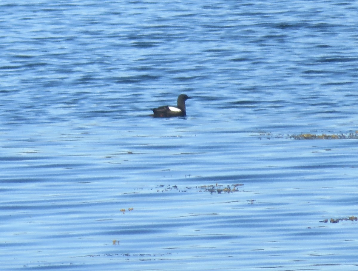 Black Guillemot - ML639716449