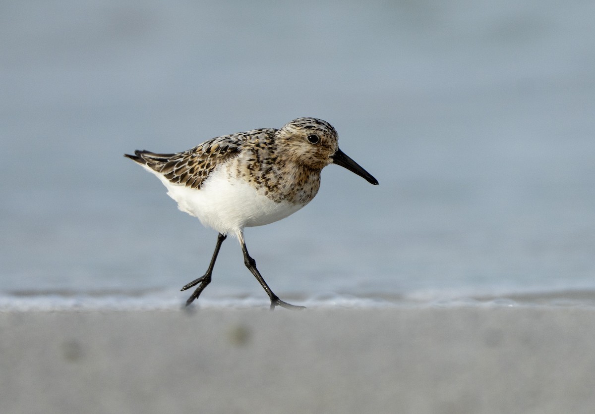 Sanderling - ML639716450