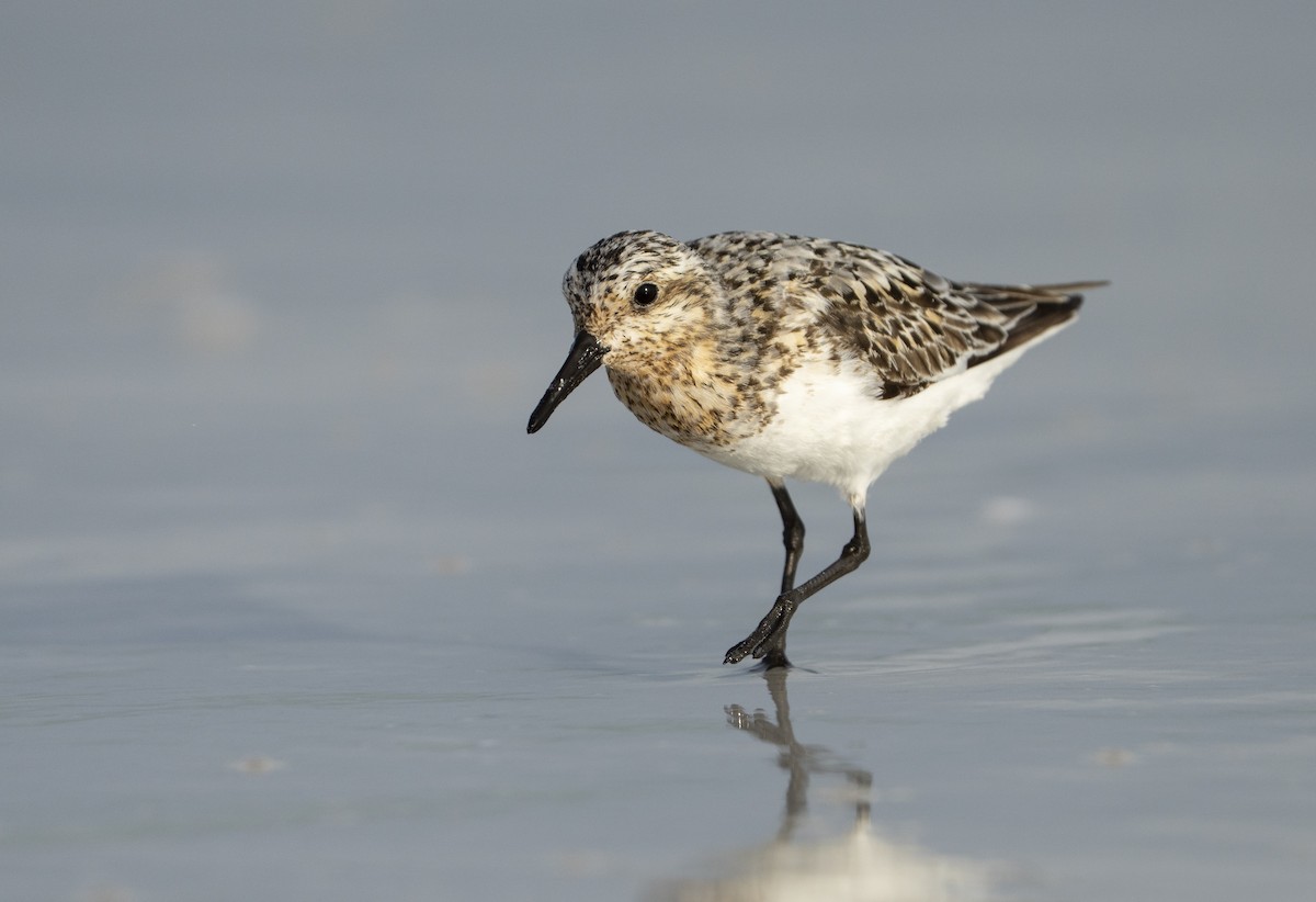 Sanderling - ML639716463