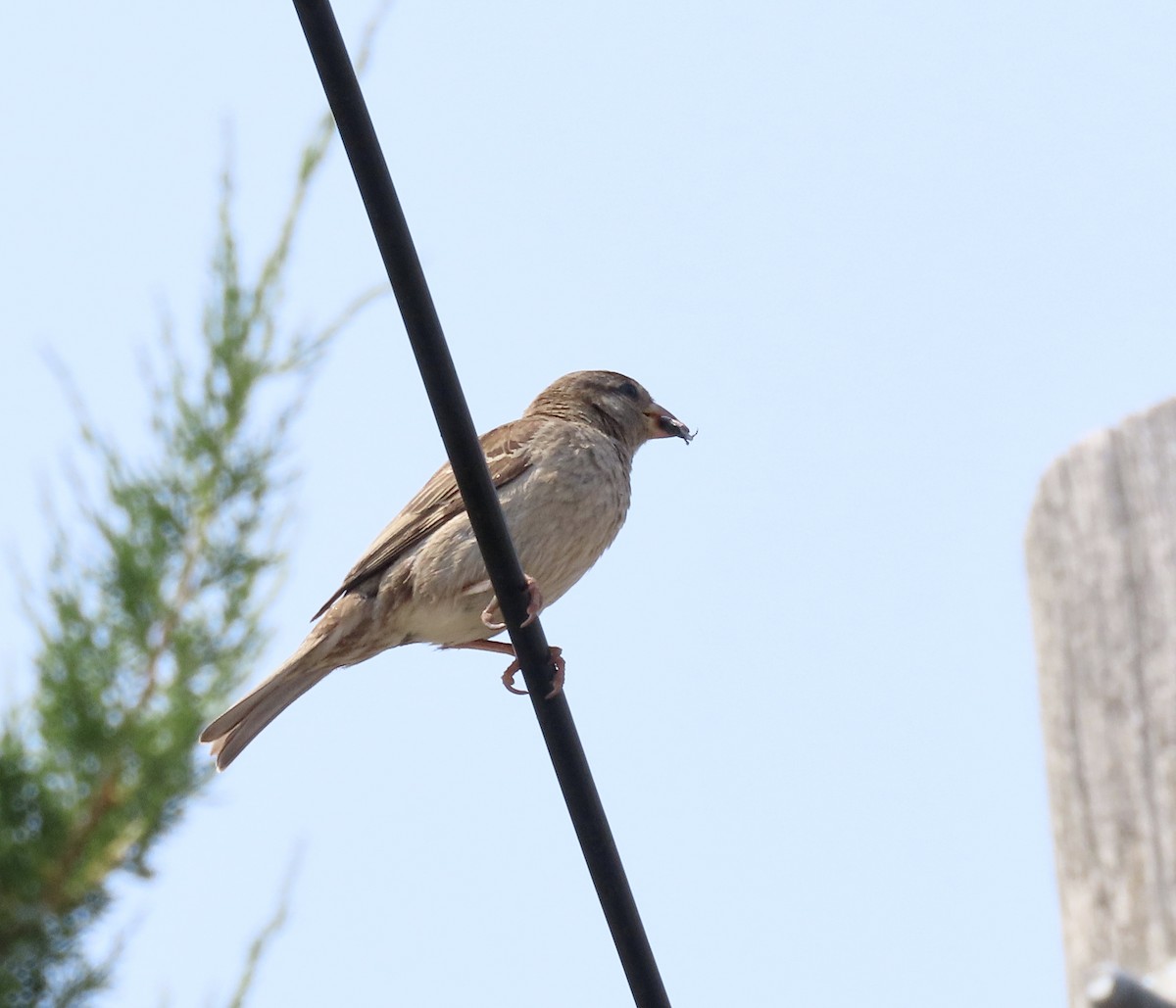 House Sparrow - ML639716468