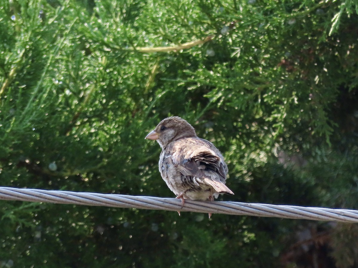 House Sparrow - ML639716469
