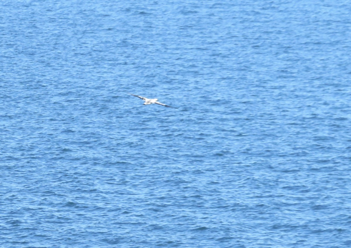 Northern Gannet - ML639716492