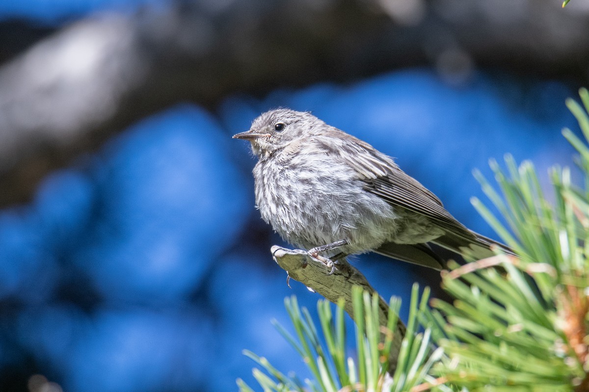 Пісняр-лісовик жовтогузий (підвид auduboni) - ML639716513