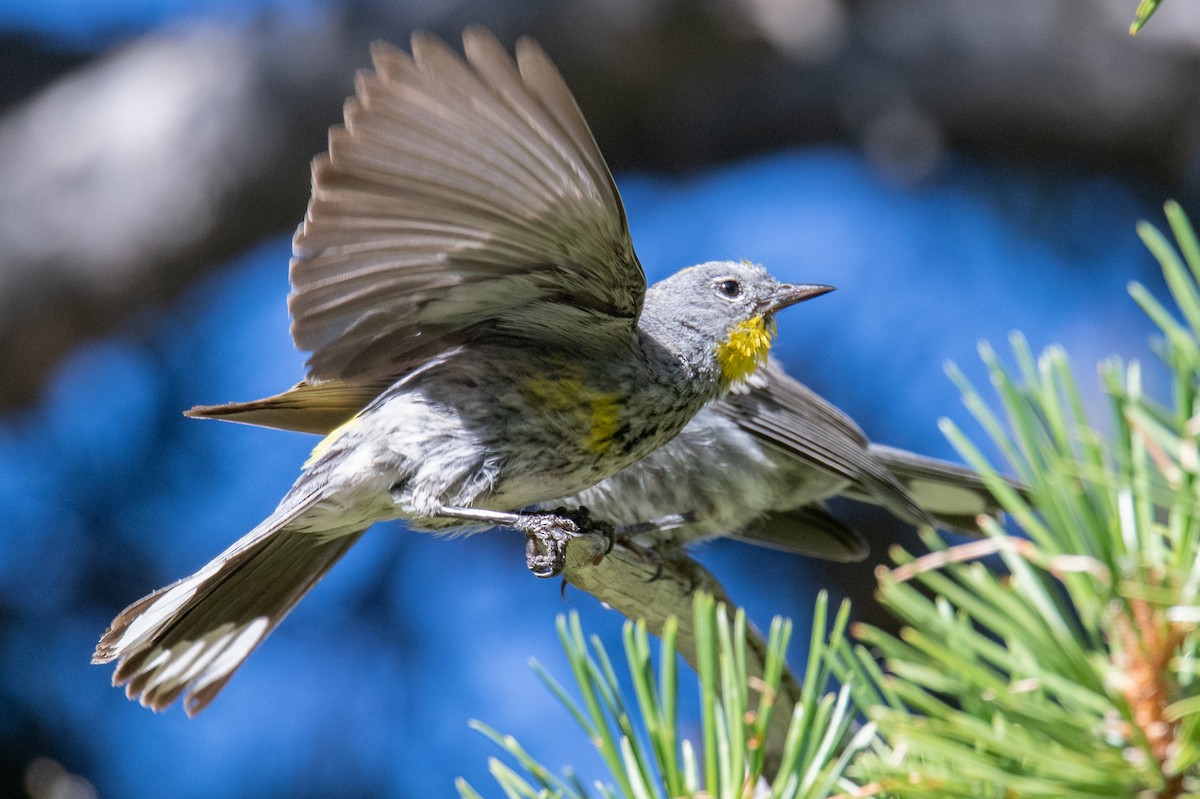 Пісняр-лісовик жовтогузий (підвид auduboni) - ML639716514