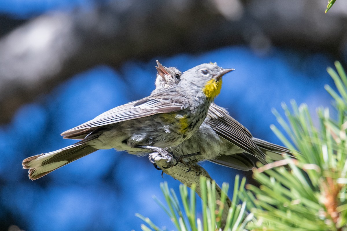 Пісняр-лісовик жовтогузий (підвид auduboni) - ML639716515