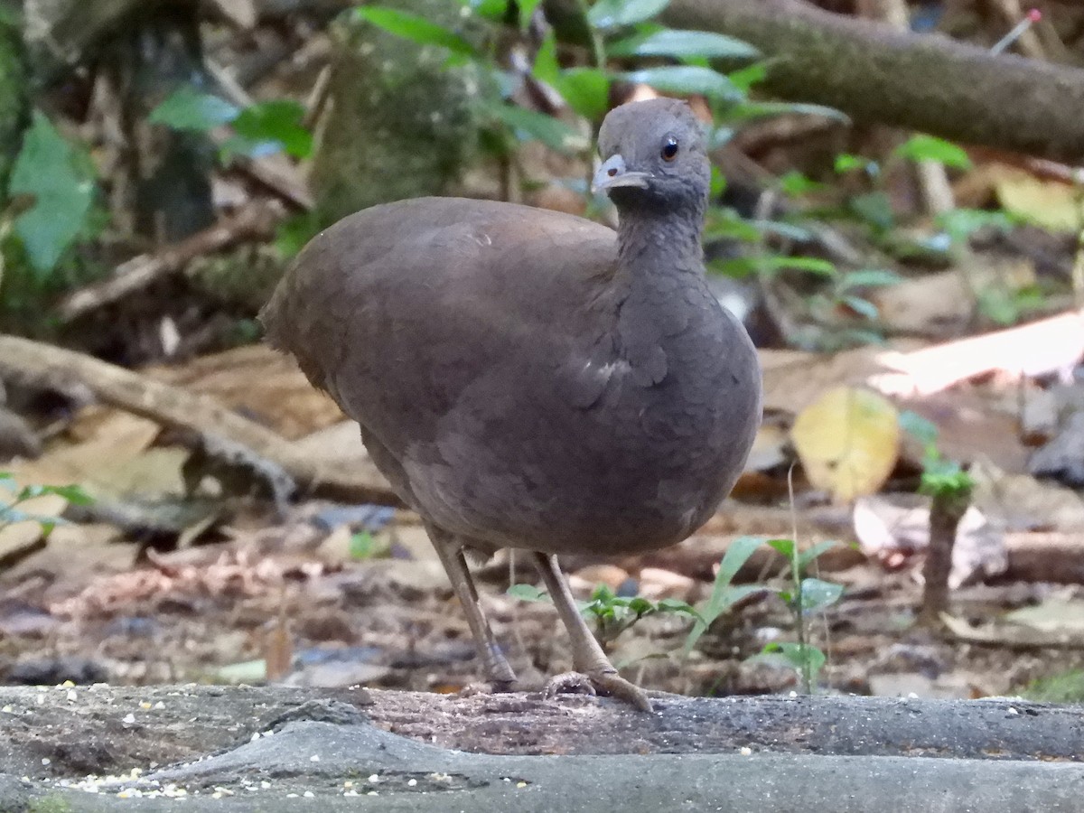 Cinereous Tinamou - ML639716621