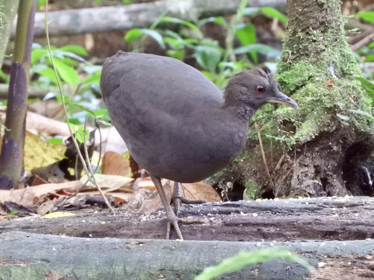 Cinereous Tinamou - ML639716622