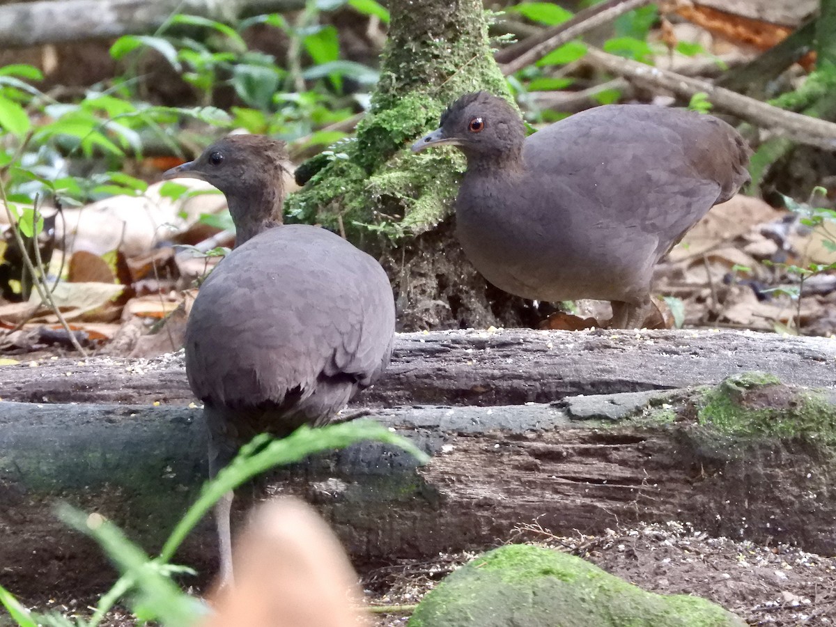 Cinereous Tinamou - ML639716623