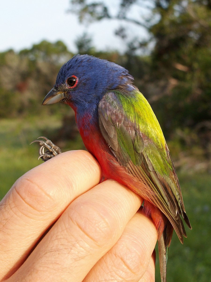 Painted Bunting - ML639716624
