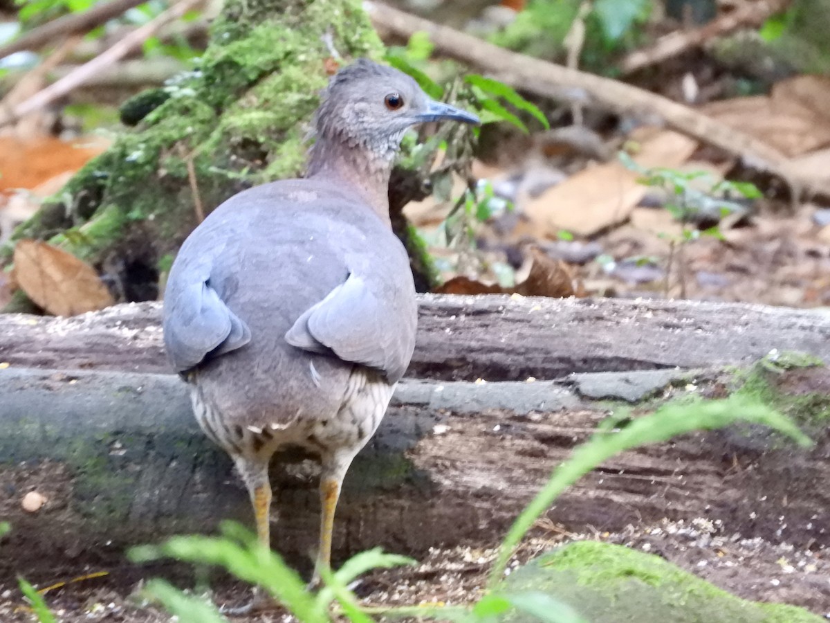 Undulated Tinamou - ML639716629