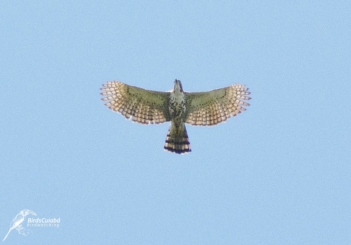 Ornate Hawk-Eagle - ML639716641
