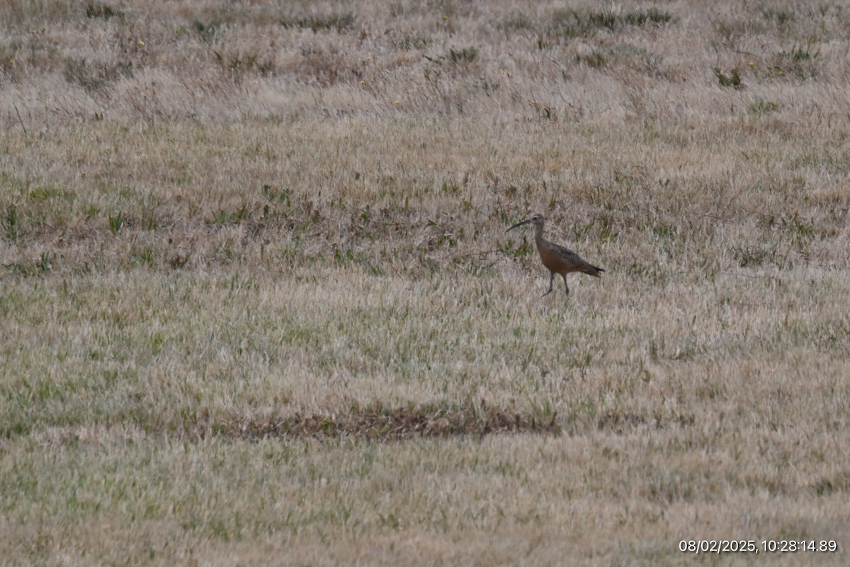 Long-billed Curlew - ML639716648