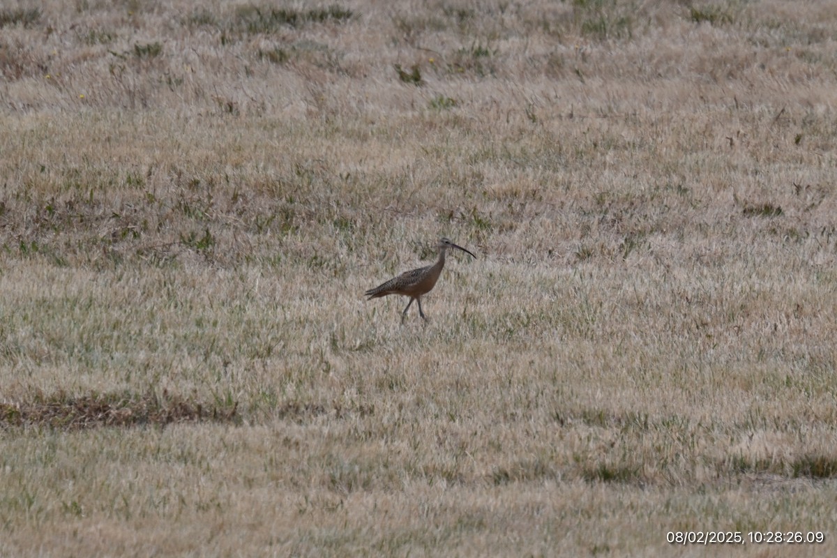 Long-billed Curlew - ML639716649