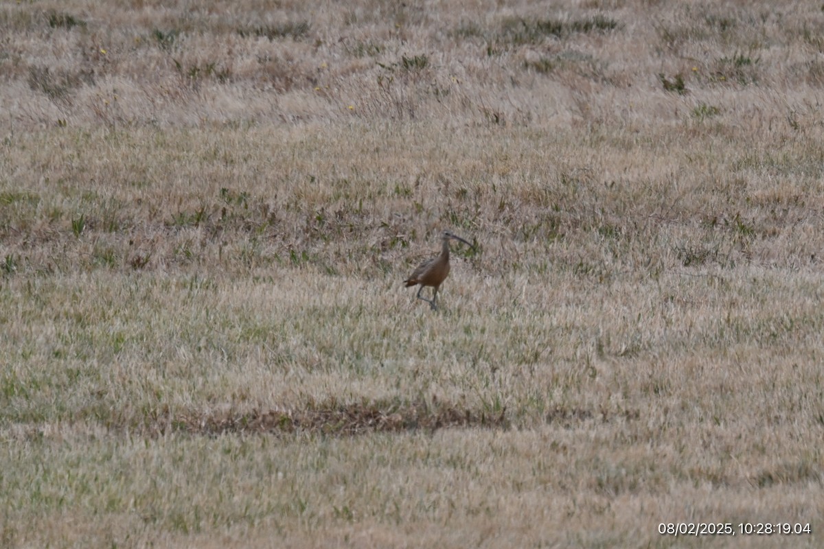 Long-billed Curlew - ML639716650