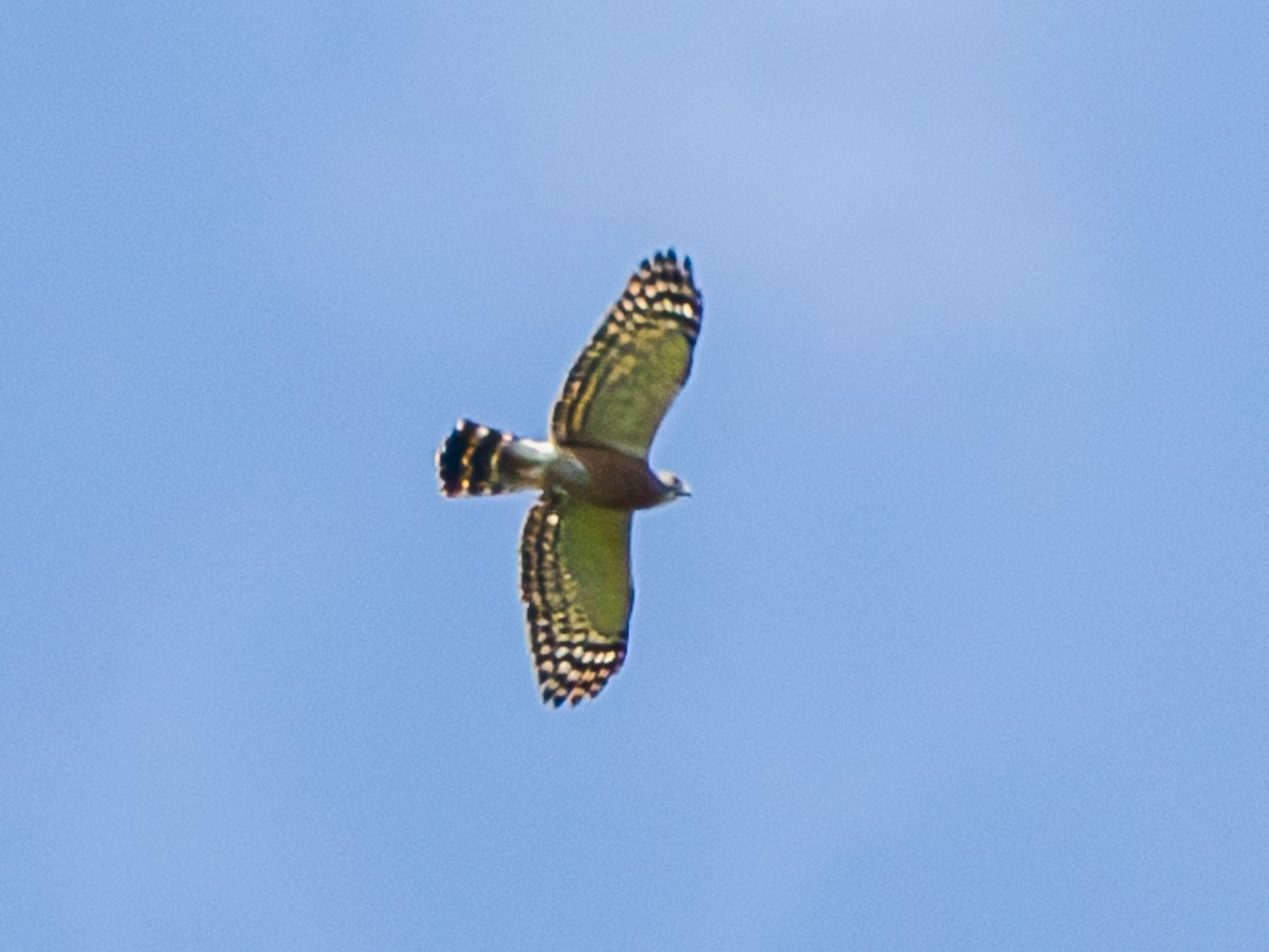 Double-toothed Kite - ML639716652
