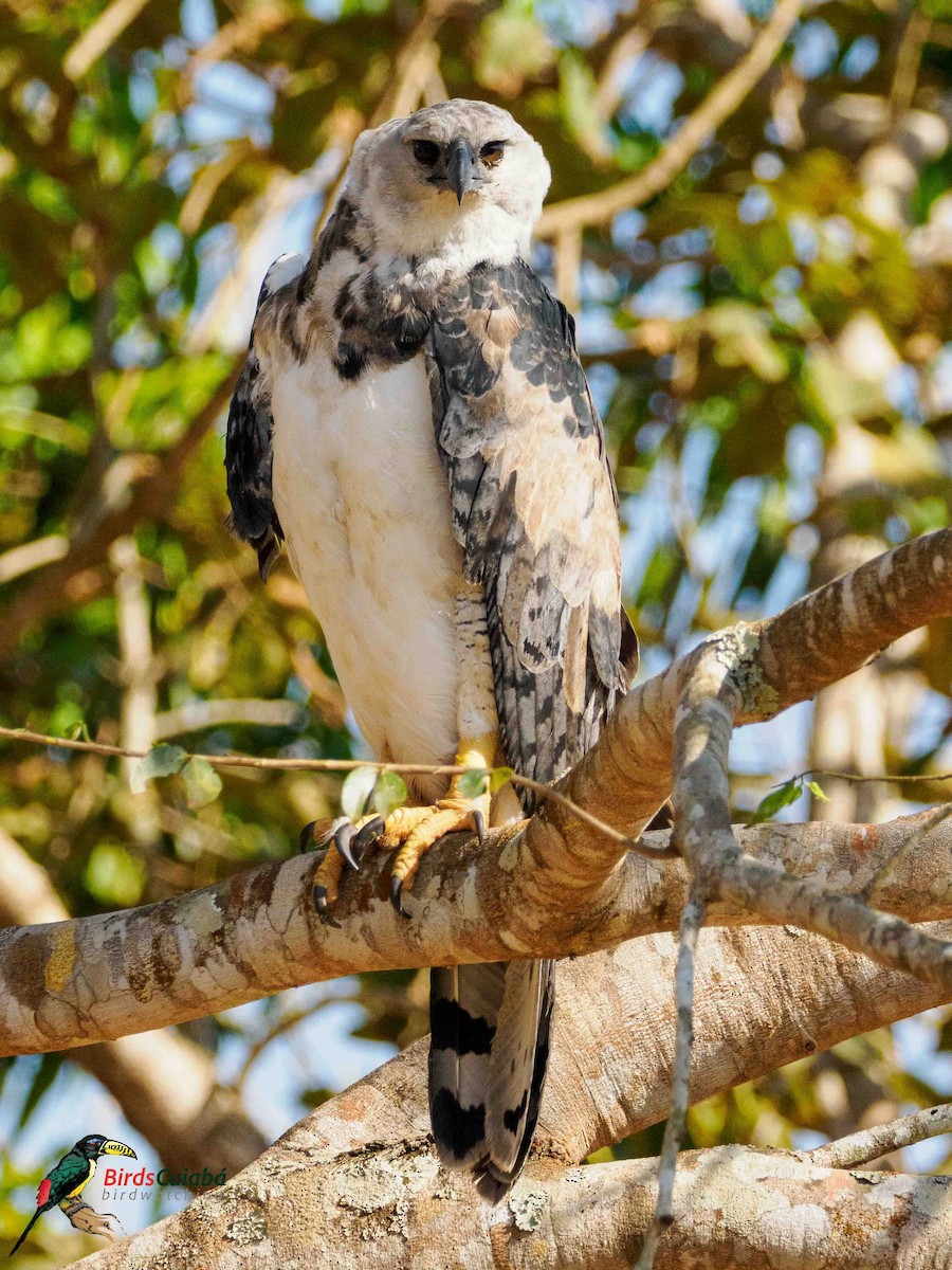 Harpy Eagle - ML639716659