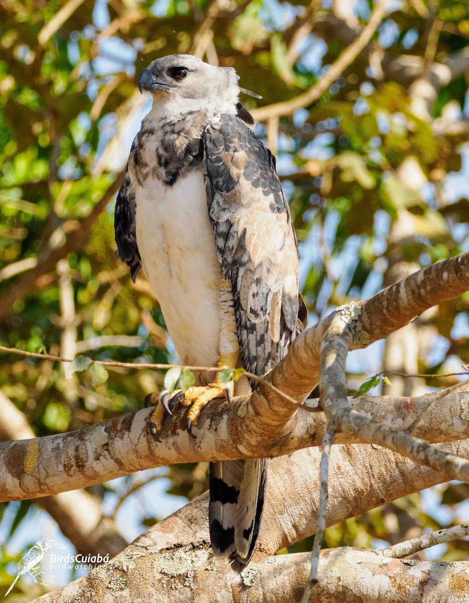 Harpy Eagle - ML639716660