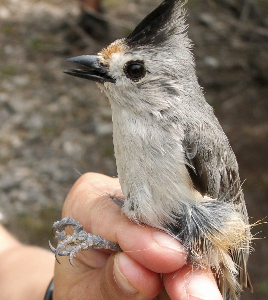 Black-crested Titmouse - ML639716662