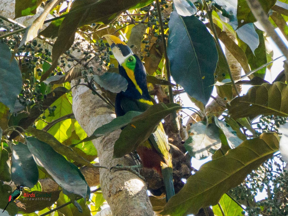 Gould's Toucanet - ML639716669