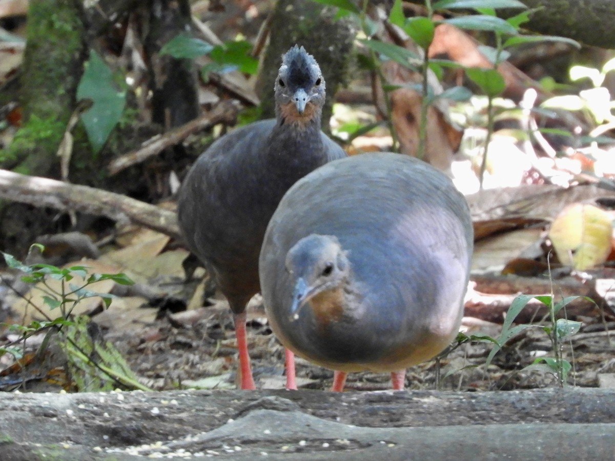 Black-capped Tinamou - ML639716697