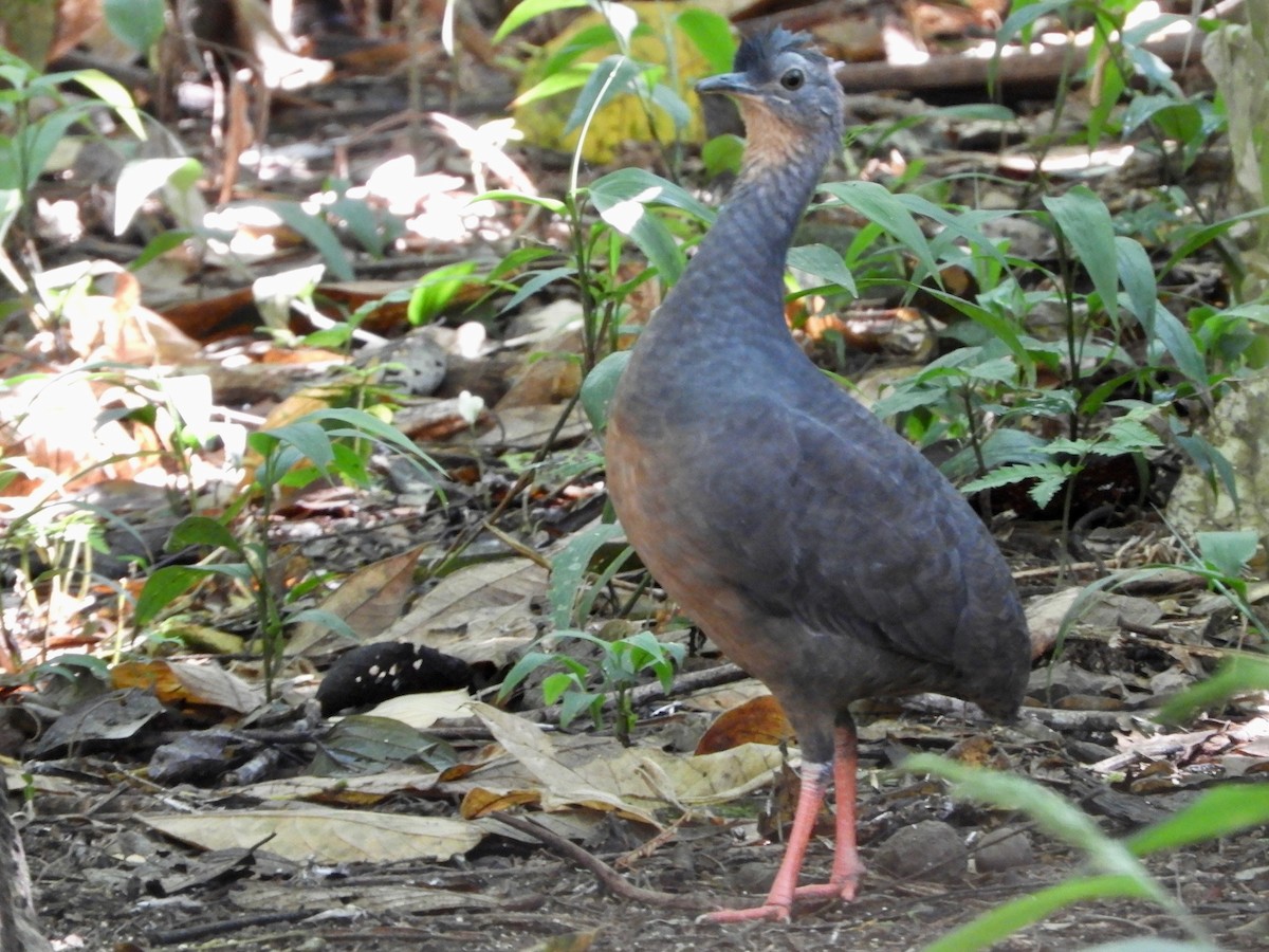 Black-capped Tinamou - ML639716698