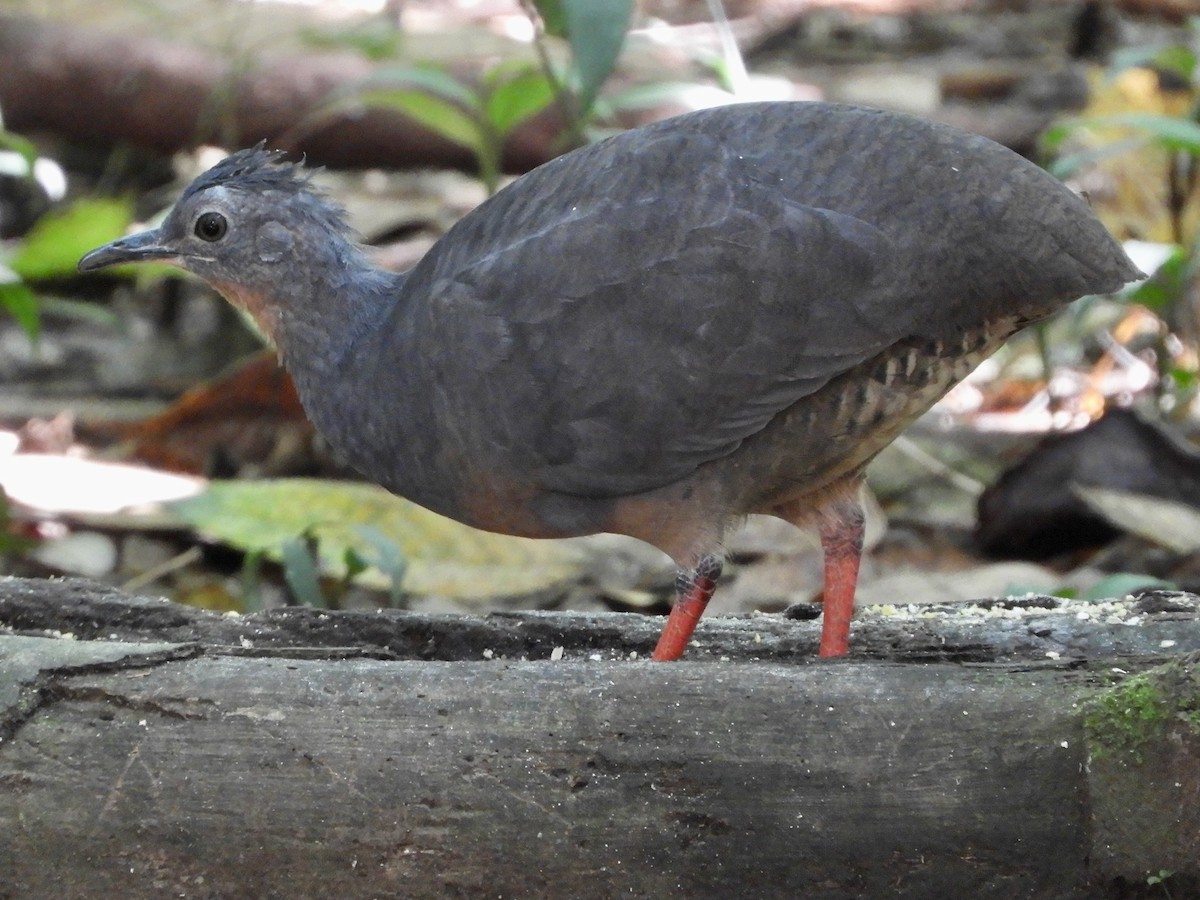 Black-capped Tinamou - ML639716709