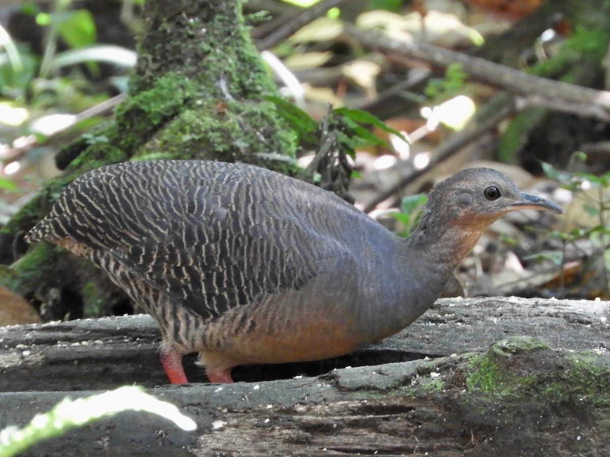Black-capped Tinamou - ML639716710