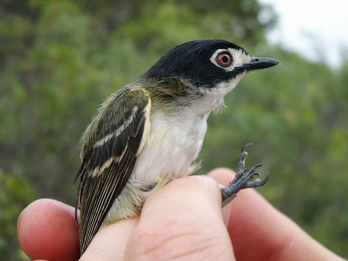 Black-capped Vireo - ML639716719