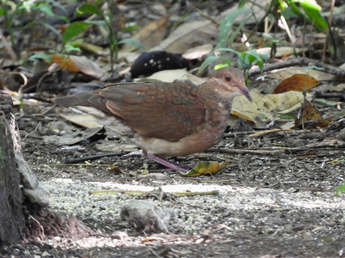 Ruddy Quail-Dove - ML639716733