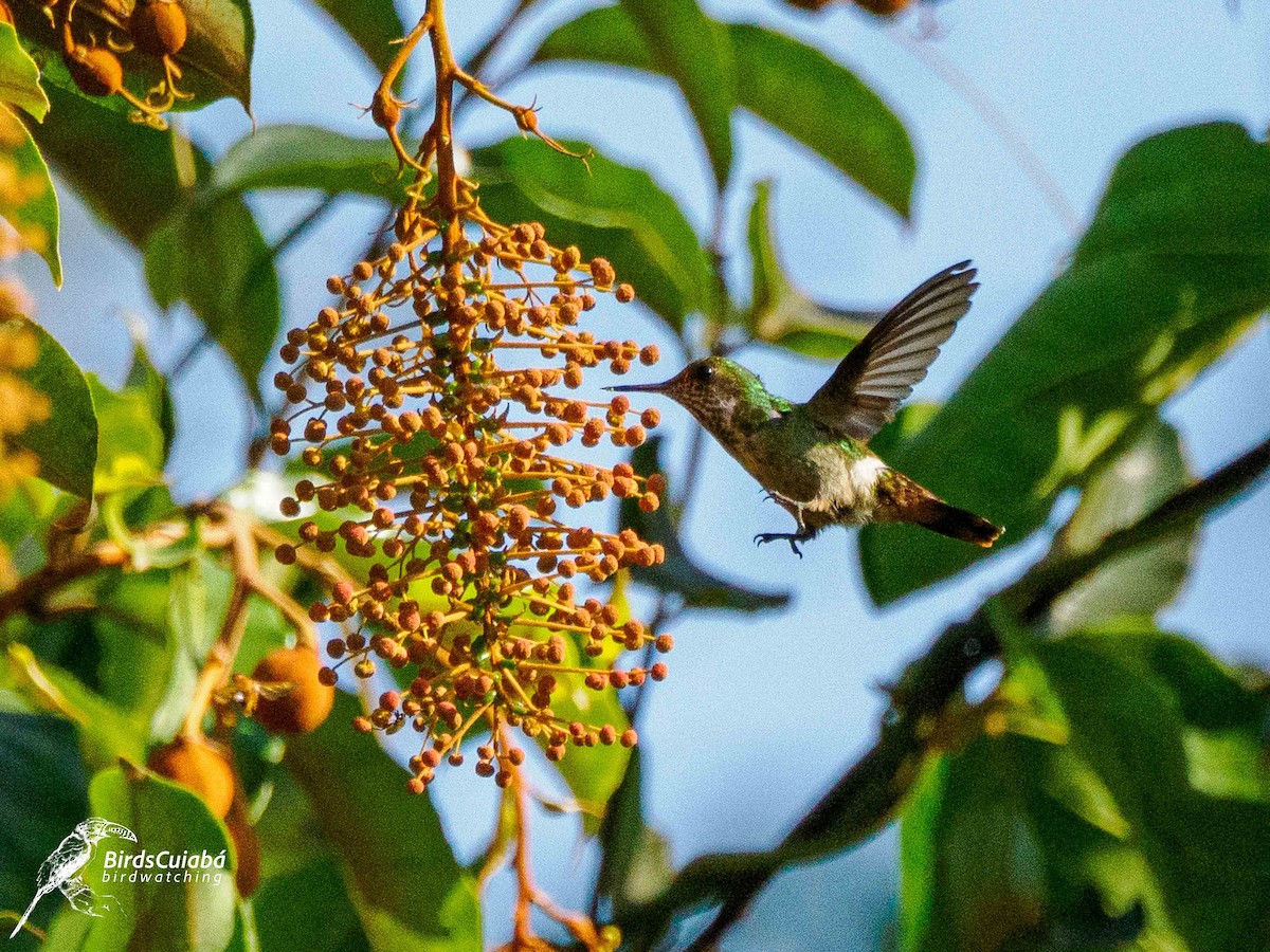Dot-eared Coquette - ML639716734
