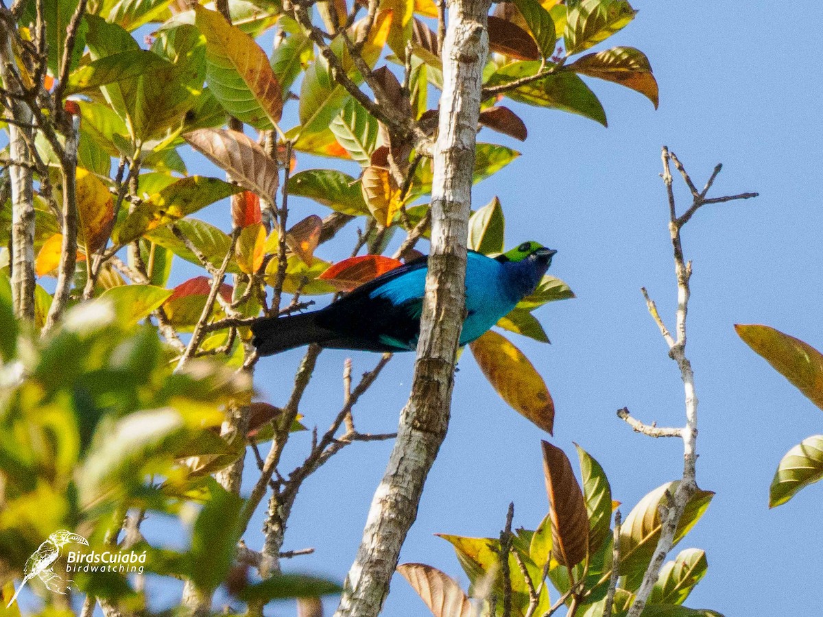 Paradise Tanager - ML639716743