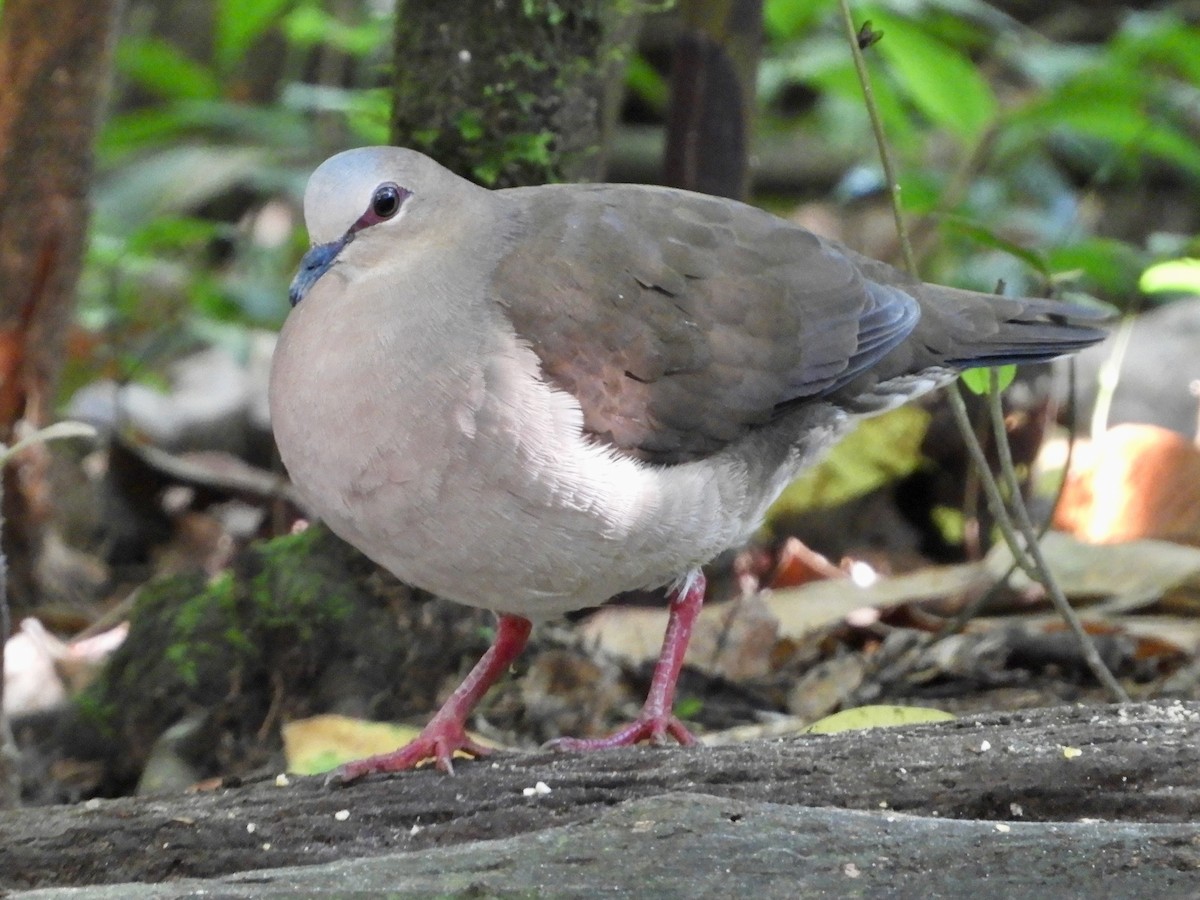 Gray-fronted Dove - ML639716752