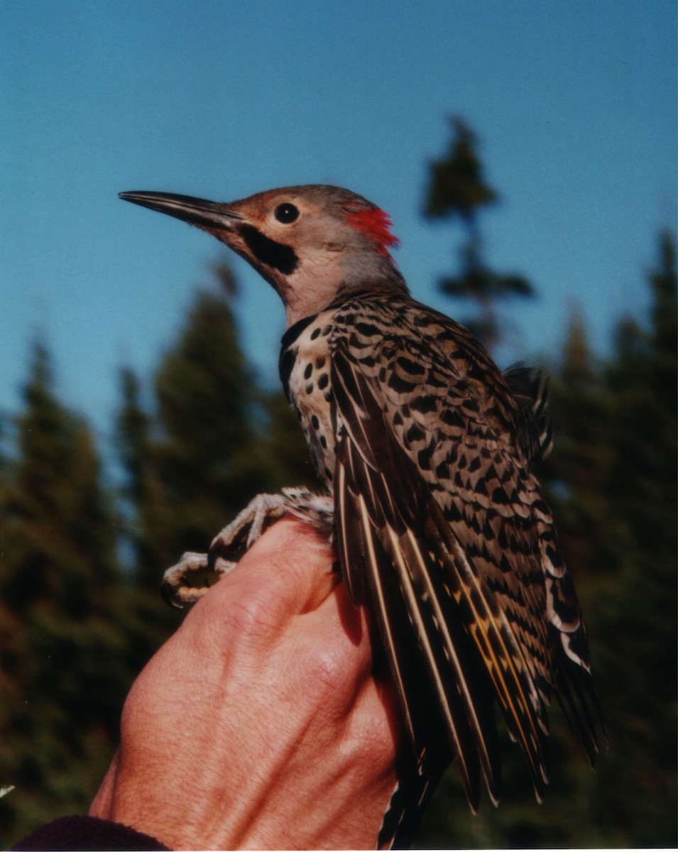 Northern Flicker (Yellow-shafted) - ML639716770